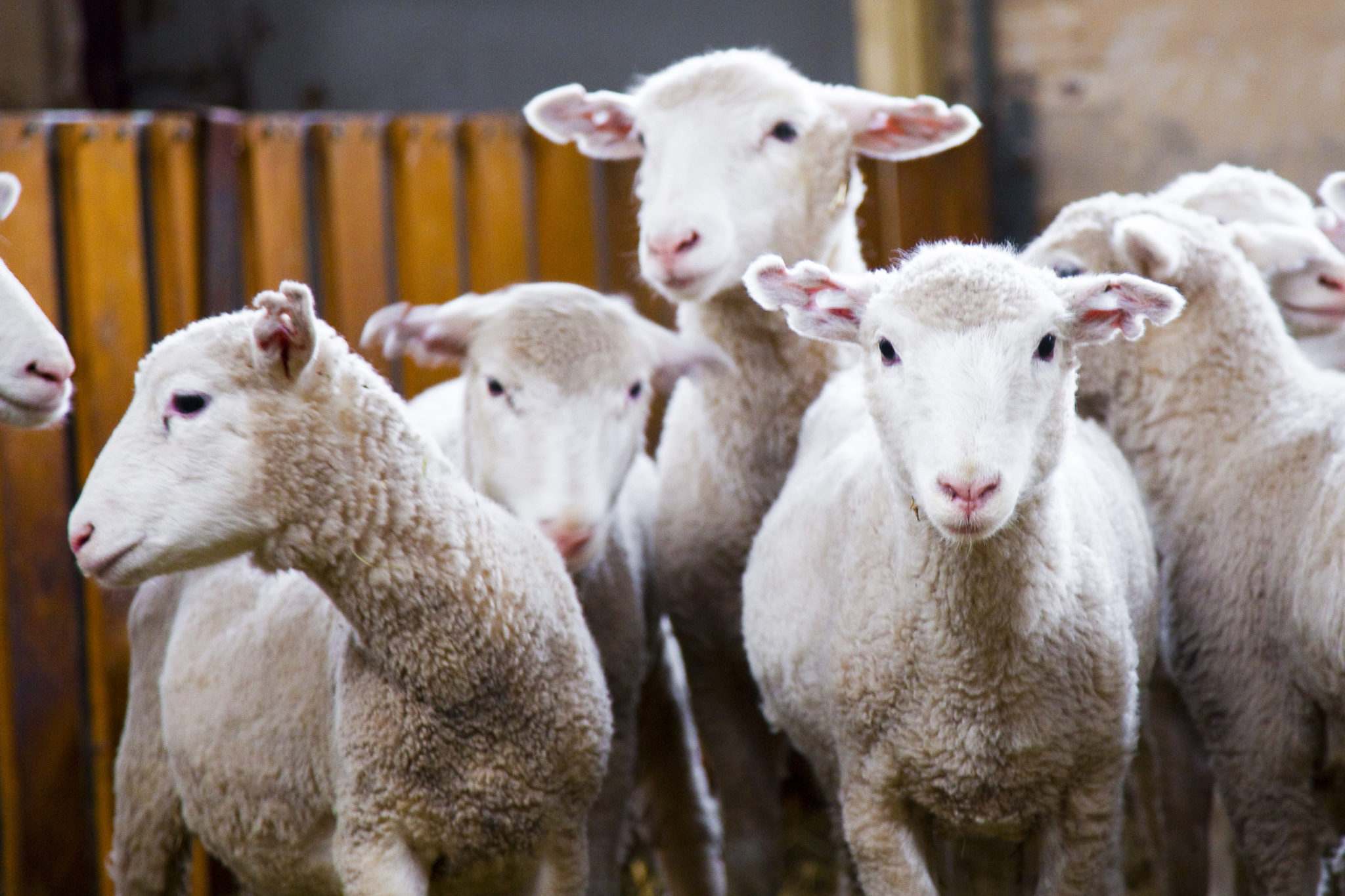 С 1 марта вступили в силу требования к обращению с побочными продуктами животноводства.